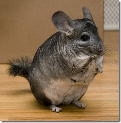 typical-chinchilla
