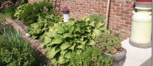 Hey Oak Park, MI&ndash;Let Julie Grow!