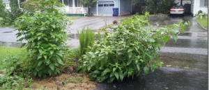 Heavy Rain Caused Jerusalem Artichokes to Fall Down