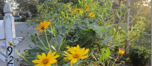 Planting the Greenhouse Bed and Transplanting Shady Plants