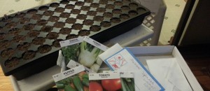 Starting Seeds Indoors and Saying a Few Words for the Loquat Tree