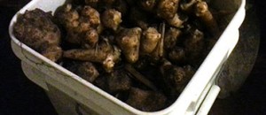 A 5 Gallon Bucket of Jerusalem Artichokes from 10 Small Pieces!