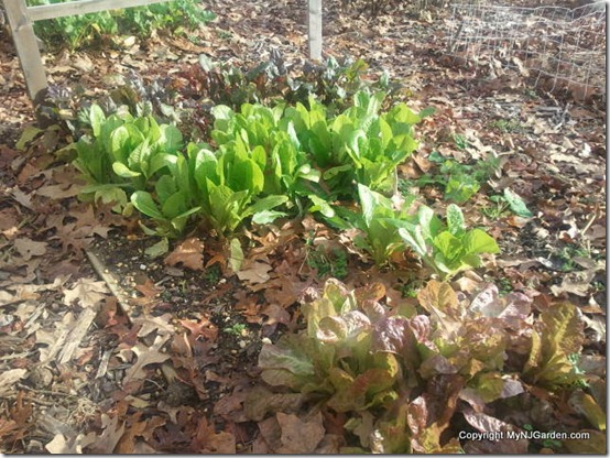 red leaf lettuce, romaine and beets