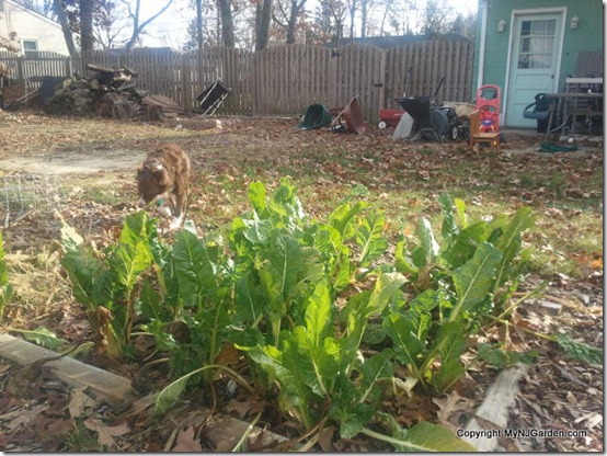 Swiss chard is still holding on!