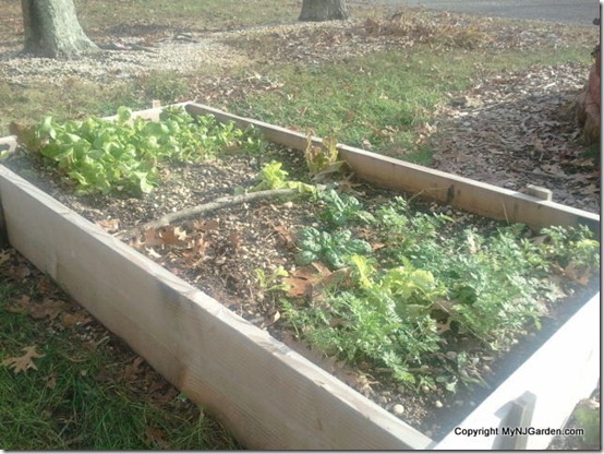 little lettuce and carrots. This is a pretty shady spot.