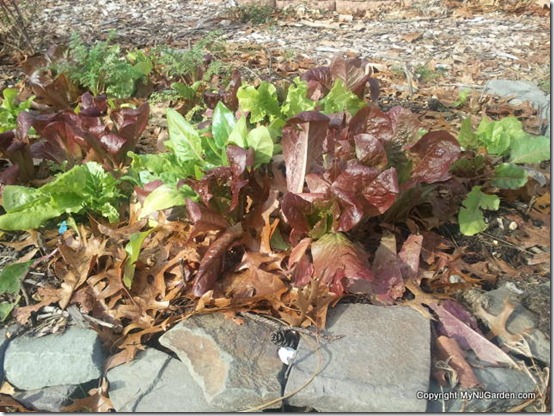 More lettuce in the little bed in front of the keyhole garden.