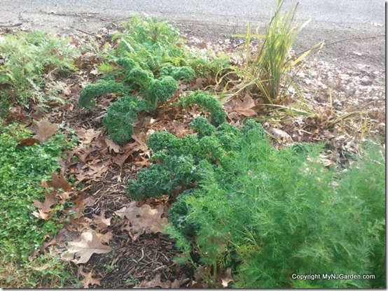 Driveway garden with kale, dill and self seeded purple tansy flowers down front.