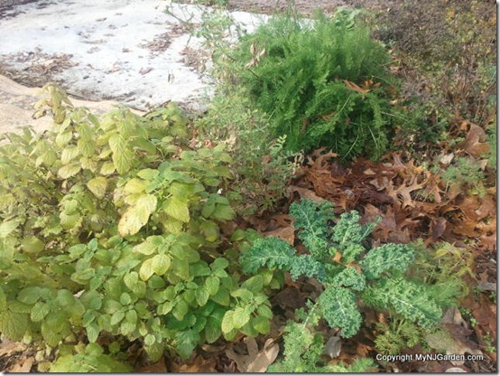 Driveway garden with lemon balm, kale, astragalus and yarrow.