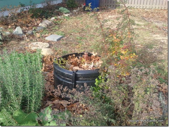 Pomegranate tree surrounded by a plastic ring filled with leaves. Will it stay warm enough through the winter?