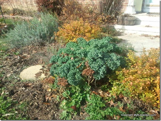 entry garden with kale, marjoram, magic carpet spirea and lavendar.