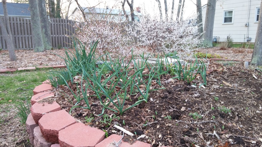 keyhole garden new jersey garlic