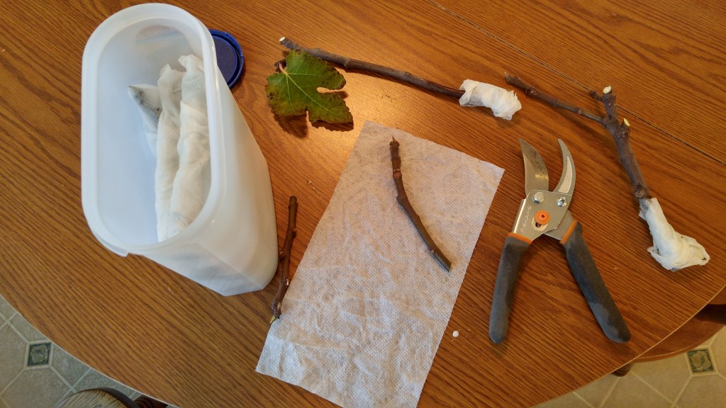 fig tree cuttings